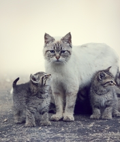 Image: Cat, mom, kittens, kids