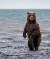 Image: Bear, grizzly, standing, water, sea