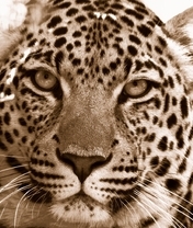 Картинка: Леопард, морда, глаза, хищник, пятна, окрас