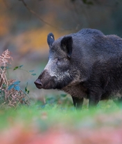 Image: Boar, muzzle, wild, forest