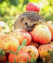Картинка: Ёжик, глаза, иголки, мордочка, яблоки, урожай, листья