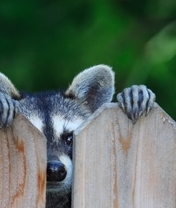 Image: Raccoon, muzzle, sight, ears, nose, feet, fence