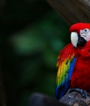 Картинка: Птица, попугай, красный, оперение, перья, клюв, сидит