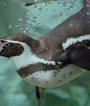 Image: Penguin, swims, water, bubbles, looks