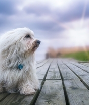 Картинка: Собака, белая, маленькая, профиль, длинная шерсть, солнце, река, пирс