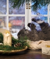 Image: Cat, toy, decoration, game, tree, window, gift