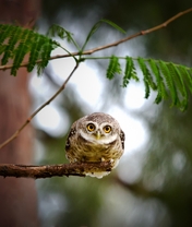 Image: Owl, eyes, sitting, on the branch, bug-eyed