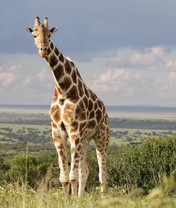 Картинка: Жираф, саванна, горизонт, трава, национальный парк, облака