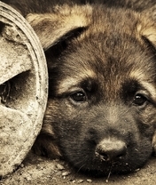 Картинка: Щенок, собака, взгляд, глаза, грусть, колесо