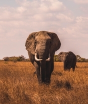 Image: Elephants, grass, comes, sky, field