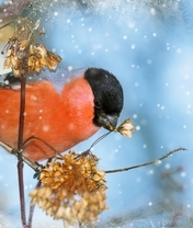 Image: Bullfinch, twig, snow
