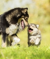 Image: Dog, puppy, couple, walk, run, joy, grass, green, summer