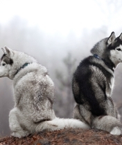 Image: Couple, dog, husky, breed, nature, sitting, hill, forest, fog