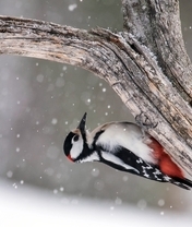 Картинка: Птица, дятел, пёрышки, дерево, ствол, сидит, зима, снег, снежинки