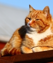 Картинка: Кот, рыжий, светлый, солнечный, день, сидит, крыша