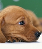 Картинка: Щенок, такса, собака, морда, нос, глаз, ухо, шерсть, смотрит, грусть, настроение