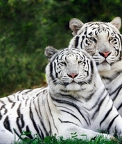 Image: Bengal tigers, couple, lie, grass, white, tigers