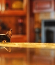 Image: Cat, black, eyes, look, ears, reflection