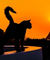 Image: Cat, silhouette, evening, sunset, sun