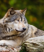 Картинка: Волк, хищник, взгляд, глаза, шерсть, лежит