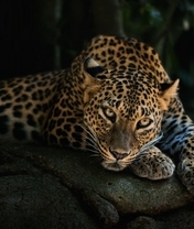 Картинка: Кошка, леопард, лежит, камни, отдыхает, взгляд