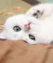 Картинка: Кот, белый, лежит, на спине, морда, взгляд