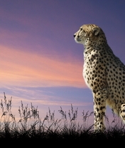 Image: Cheetah, cat, spot, predator, look, evening, sky, nature