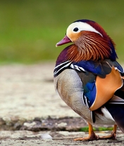 Картинка: Утка-мандаринка, птица, оперение, разноцветное, яркое