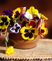 Image: Flowers, Pansy, violet