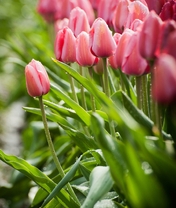 Картинка: Тюльпаны, розовые, листья, капли, стебли, поле