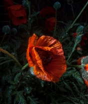 Image: Drops, flowers, poppy, bud, dew, stems, lint
