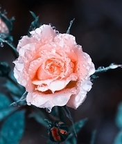 Картинка: Роза, розовая, цветок, капли, роса, бутоны, листья, размытость