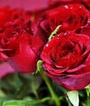 Картинка: Цветы, розы, лепестки, букет, капли, красные