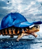 Image: Turtle, shell, cap, rain, drop, cover, goes