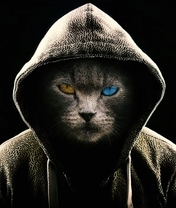 Image: Cat, hood, different eyes, face, black background