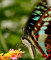 Картинка: Бабочка, крылья, усики, хоботок, цветок