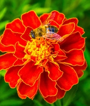 Картинка: Пчела, сидит, цветок, бархатцы, макро