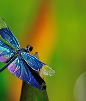 Картинка: Стрекоза, крылья, сидит, размытость, листок