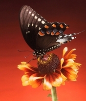 Картинка: Бабочка, сидит, цветок, фон