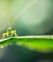 Картинка: Кузнечик, зелёный, сидит, лист, макро, блики