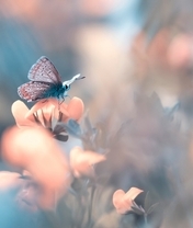 Image: Butterfly, wings, sitting, flower, blurred background