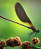 Image: Dragonfly, wings, body, bow