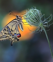 Image: Swallowtail, butterfly, color, wings, flower, bud, blurred background