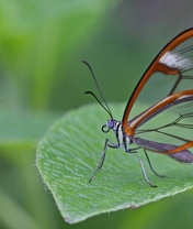 Картинка: Бабочка, крылья, лист, зелёный