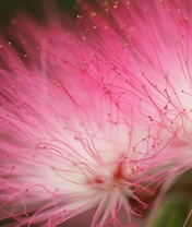 Картинка: Пушистый, розовый, цветок, акация