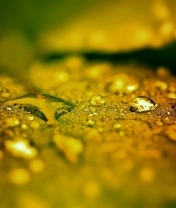 Image: Drop, leaf, focus, water