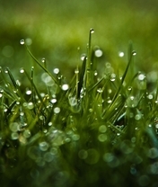 Image: Grass, green, drops, water, dew, glare