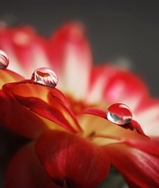 Картинка: Капли, вода, лепестки, цветок, макро, отражение