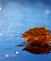 Картинка: Лист, листик, вода, отражение, боке, опавший, лежит