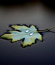 Image: Leaf, drops, lies, water